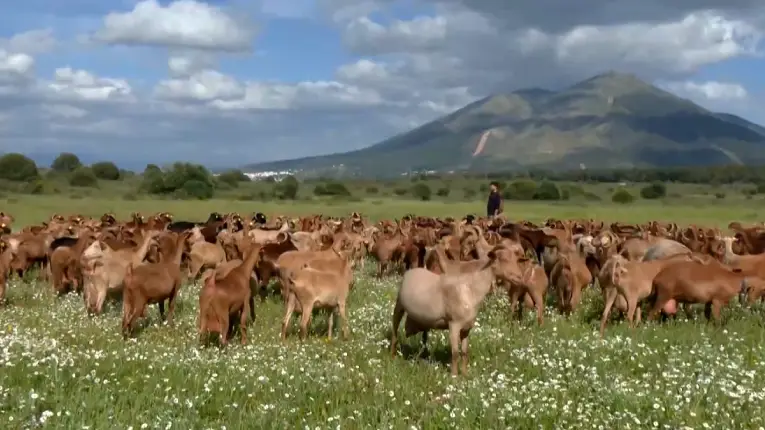 Rebaño cabras Quesería La Hortelana